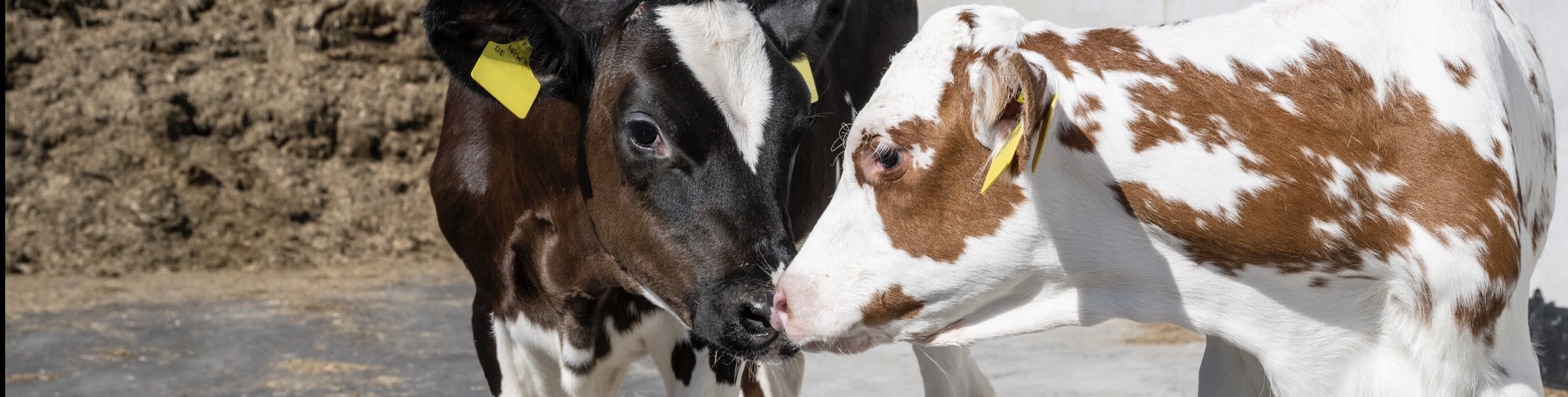 Ein schwarz weiß geflecktes Kalb stuppst ein braun weißes Kalb mit der Nase an