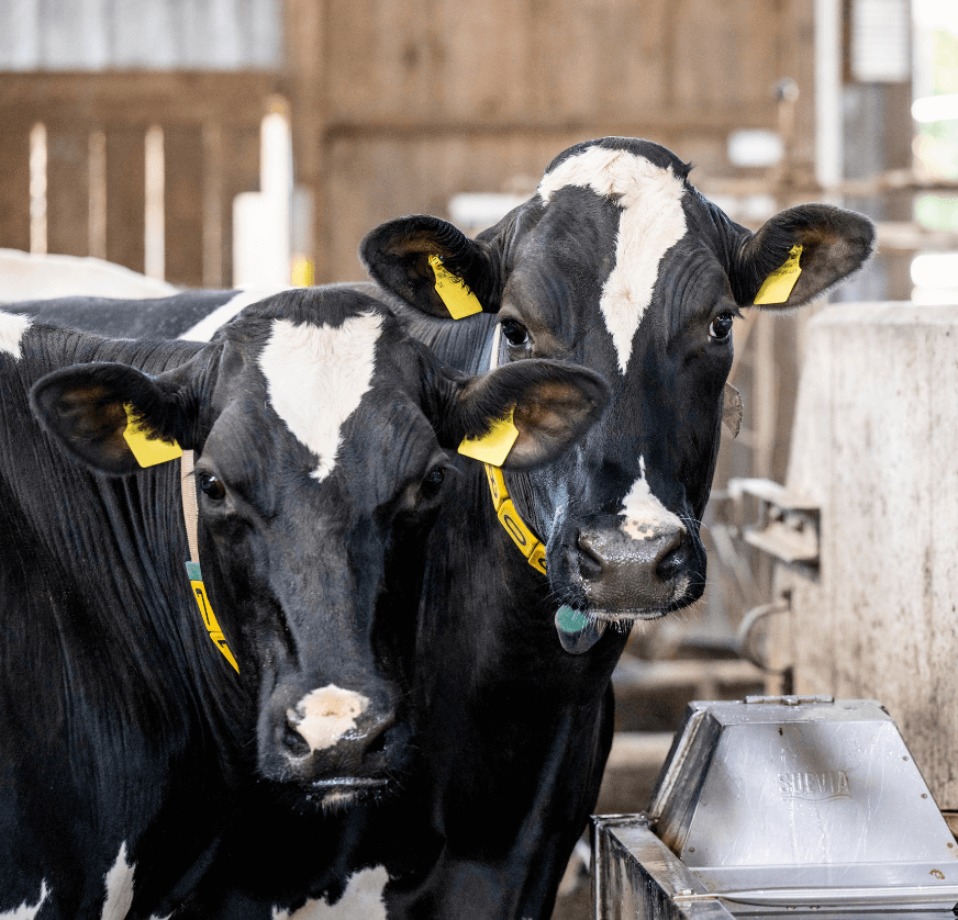 Zwei Kühe schauen in die Kamera