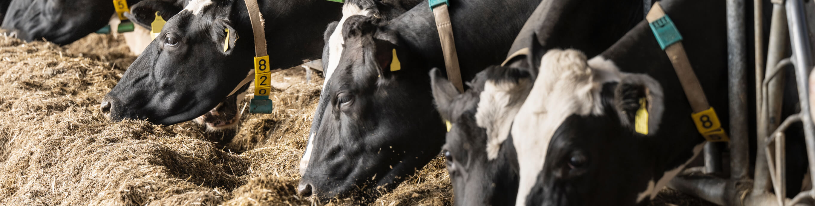 Schwarz weiß gefleckte Kühe fressen im Stall von einem Futtertisch