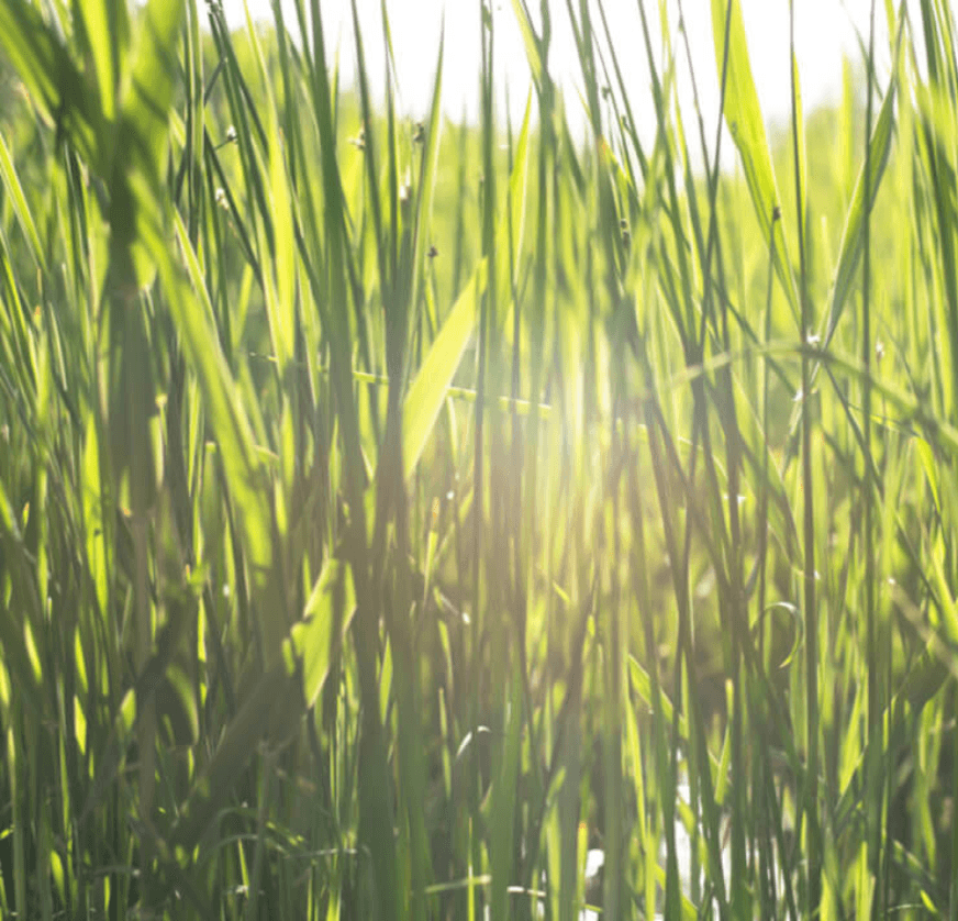 Nahaufnahme von einem Grasfeld