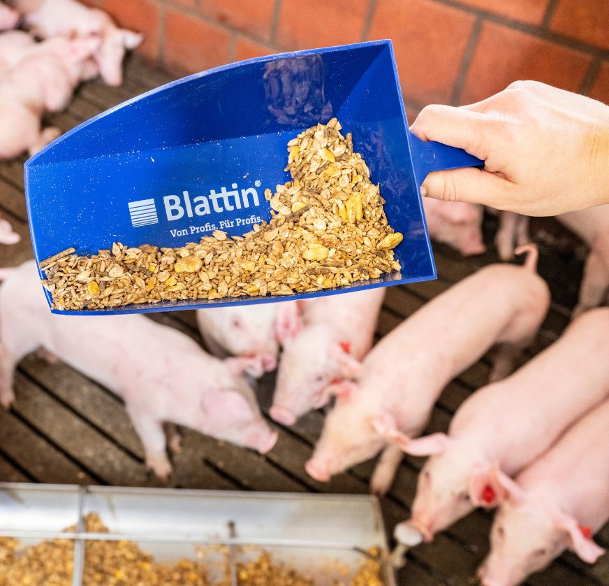 Futterschaufel mit Schweinemüsli vor Schweine im Stall