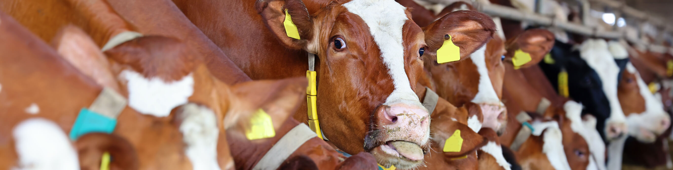 Braun weiß gefleckte Kühe stehen nebeneinander am Futtertisch und fressen. Eine Kuh steckt ihre Zunge heraus