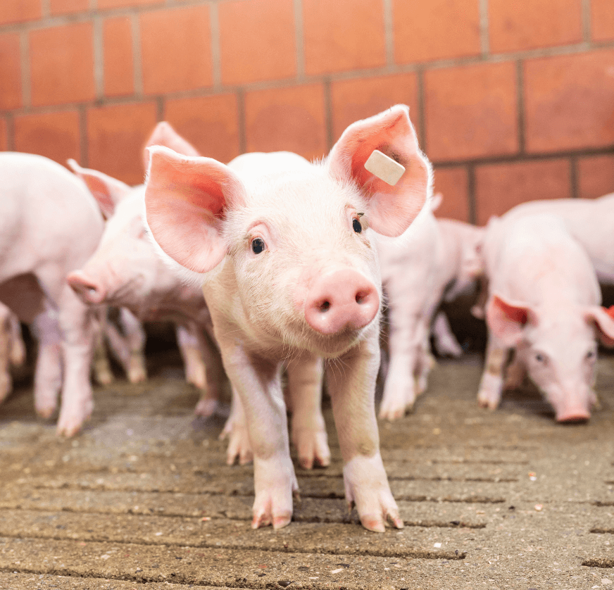 Ferkel im Stall schaut in die Kamera