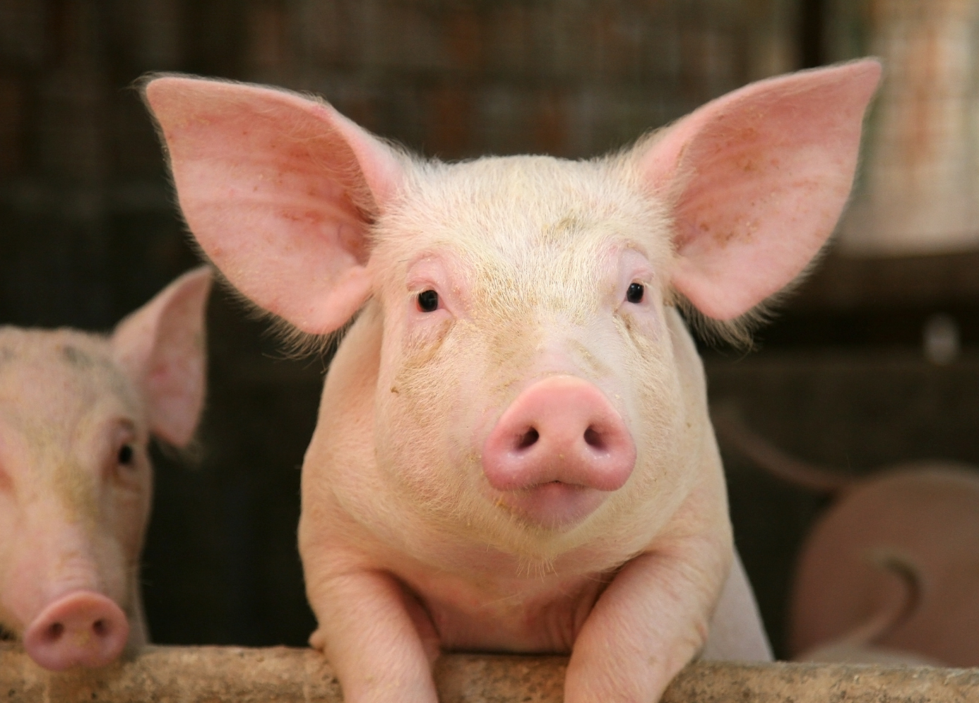 Schwein schaut in die Kamera Schwein schaut in die Kamera
